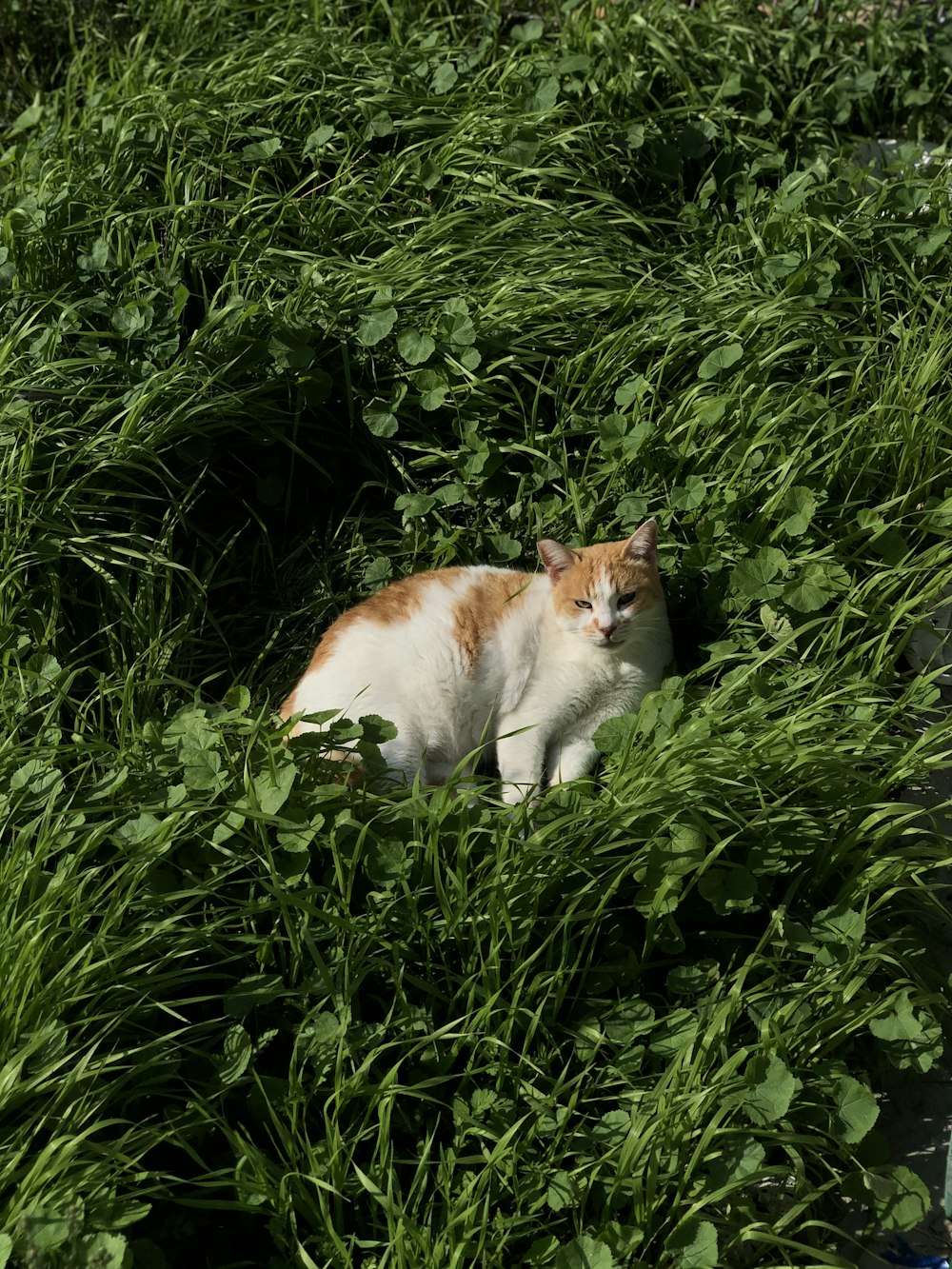 orange and white cat on green grass