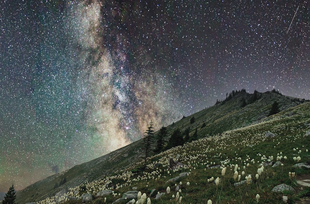 green grass field under starry night