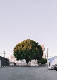 A large, dense tree with a rounded canopy stands prominently in a mostly empty urban parking lot. Surrounding the tree are industrial buildings with visible graffiti on the walls. Several parked cars can be seen to the right, while utility poles and power lines cut across the sky.