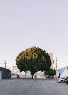 A large, dense tree with a rounded canopy stands prominently in a mostly empty urban parking lot. Surrounding the tree are industrial buildings with visible graffiti on the walls. Several parked cars can be seen to the right, while utility poles and power lines cut across the sky.
