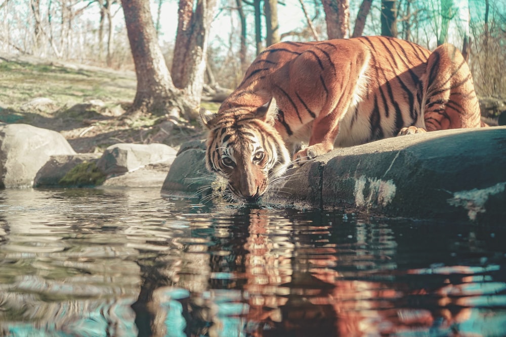 tiger on water during daytime