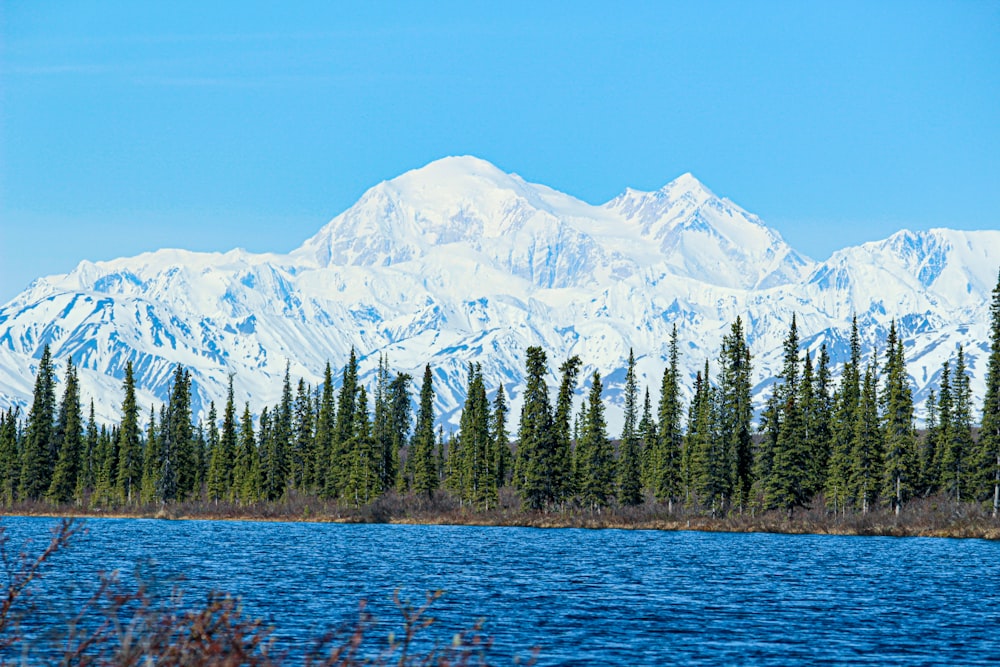 green pine trees near snow covered mountain during daytime