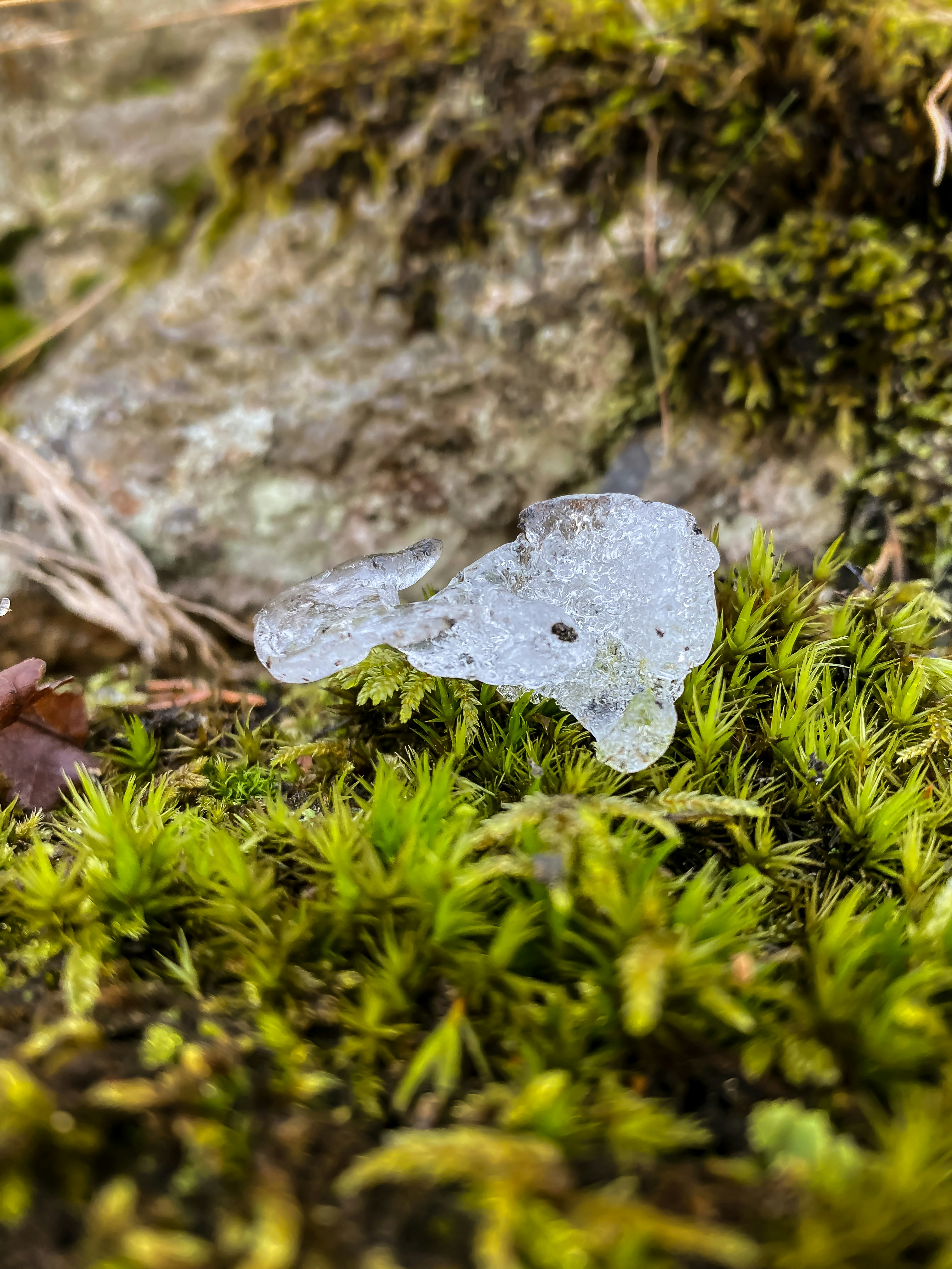 茶色の乾燥した葉の緑の苔の写真 Unsplashで見つけるスウェーデンの無料写真