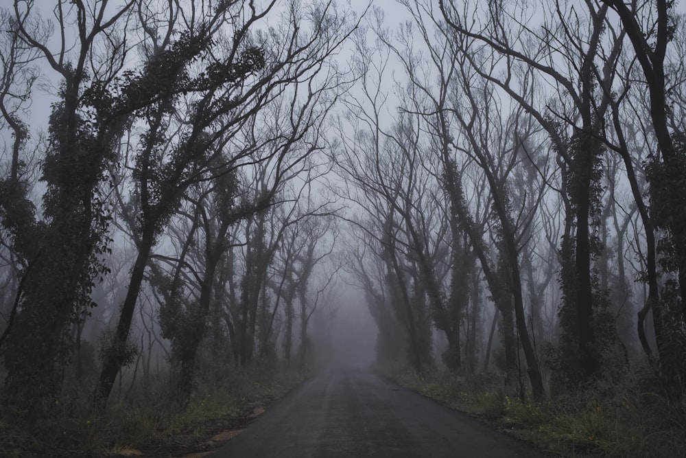 gray road between bare trees