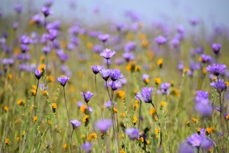 purple flower field during daytime