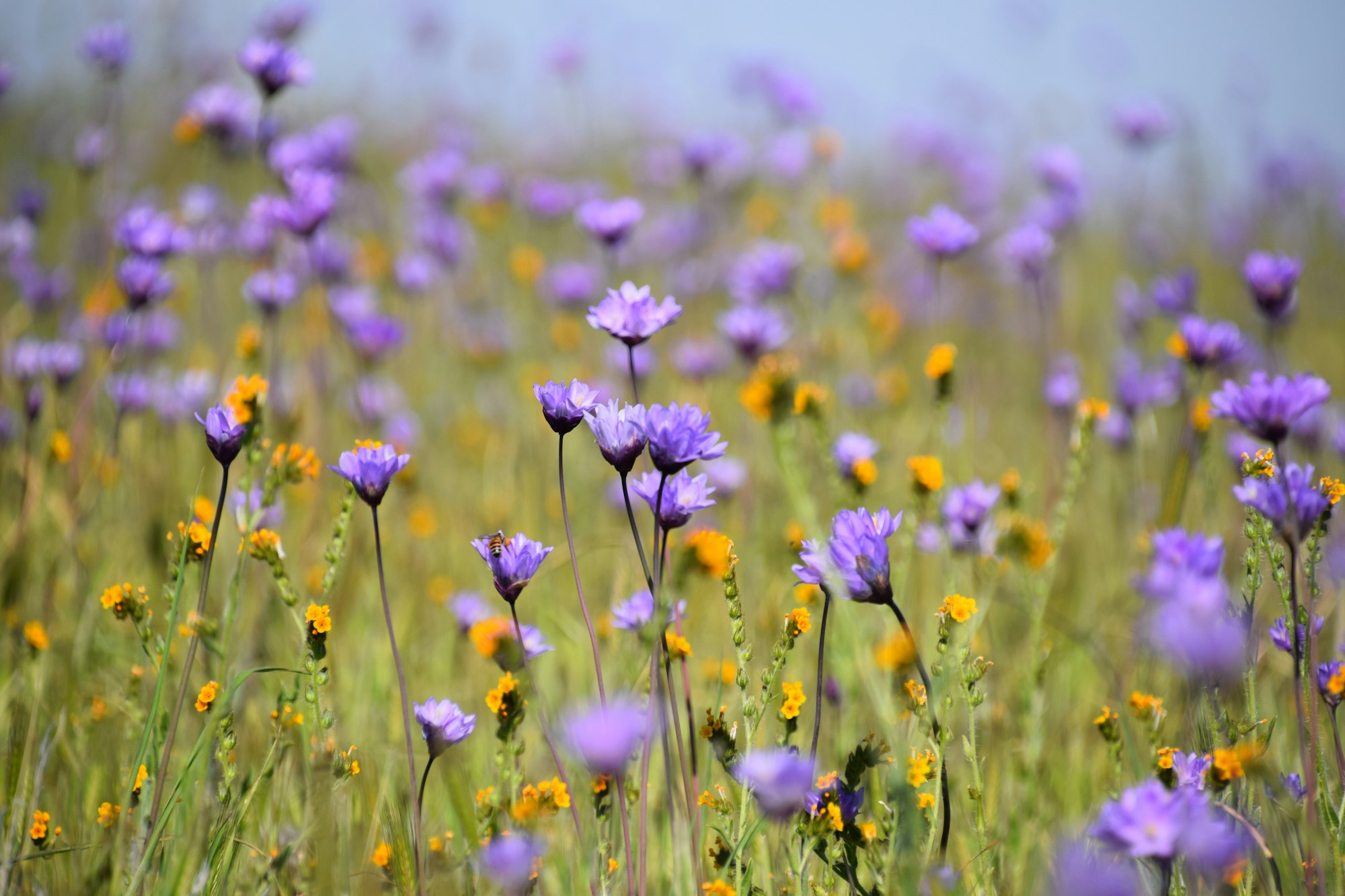Wild flowers add color to the valley of southern California. 