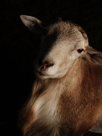 brown and white sheep with black background