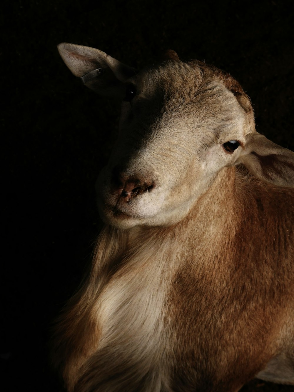 braune und weiße Schafe mit schwarzem Hintergrund