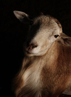 brown and white sheep with black background