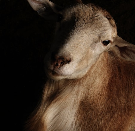 brown and white sheep with black background