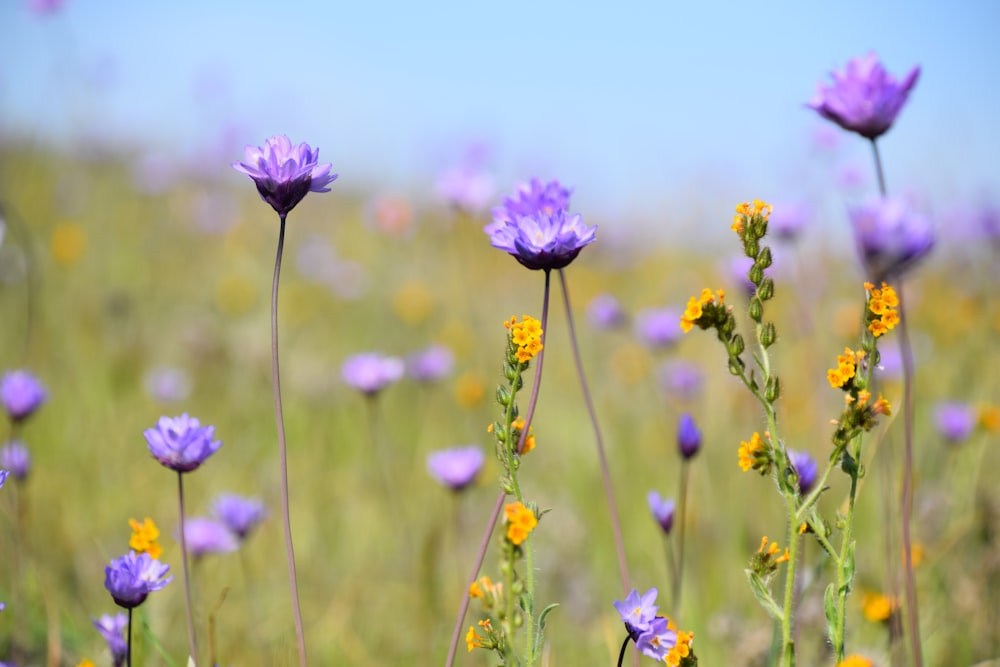 purple flower under blue sky during daytime