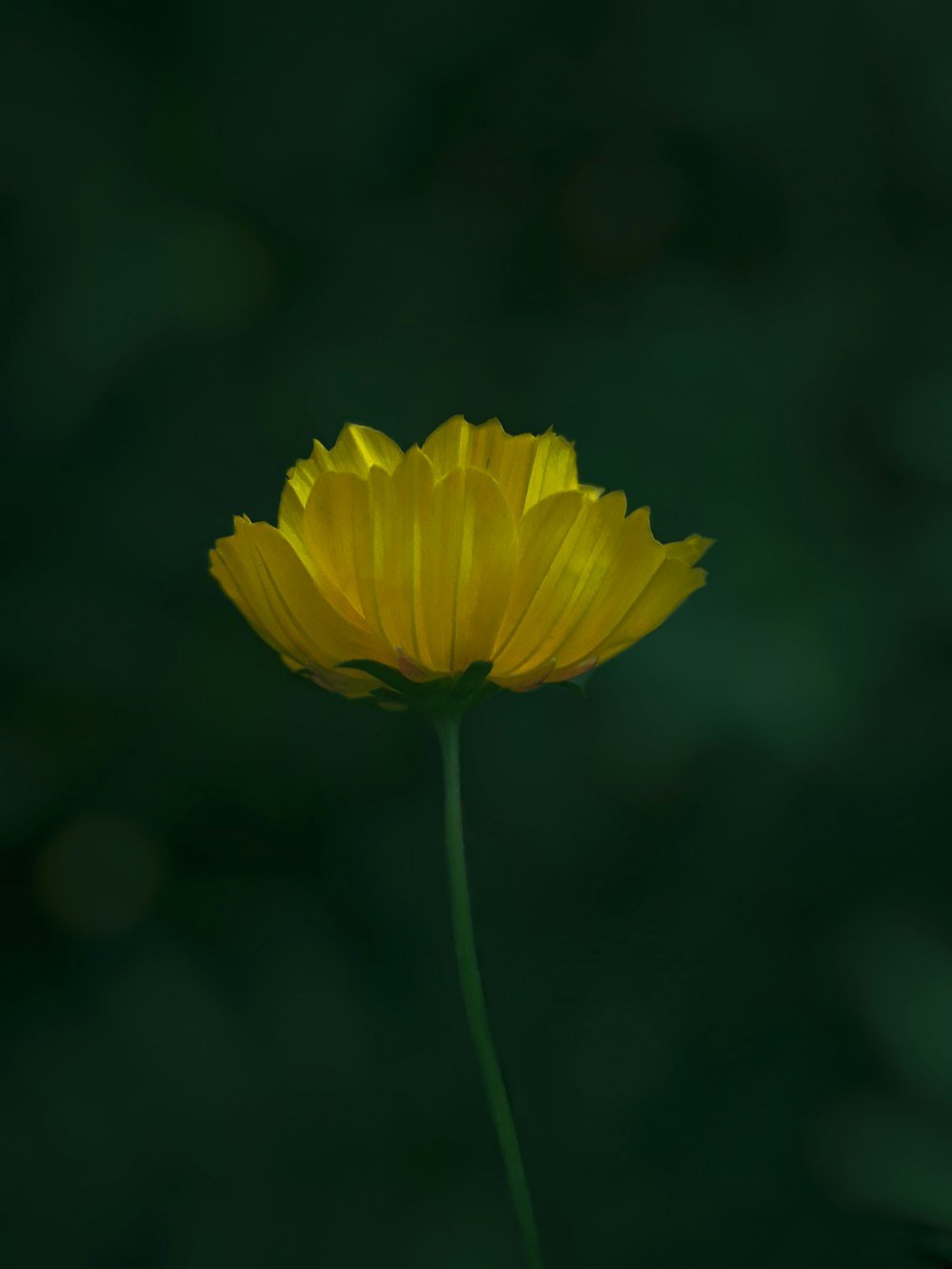 yellow flower in tilt shift lens