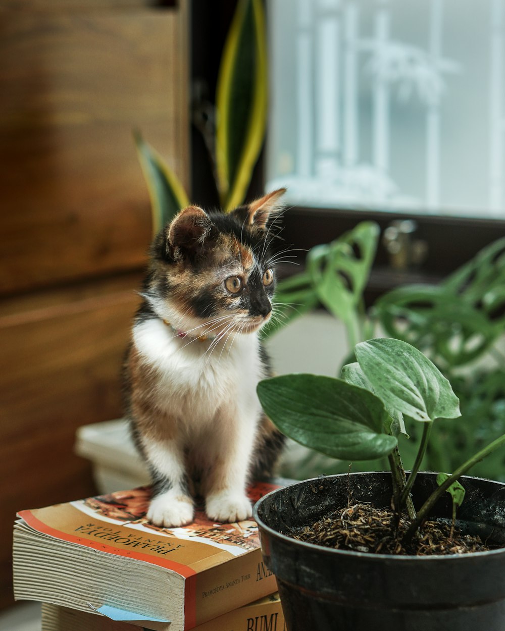 white and brown cat on red book