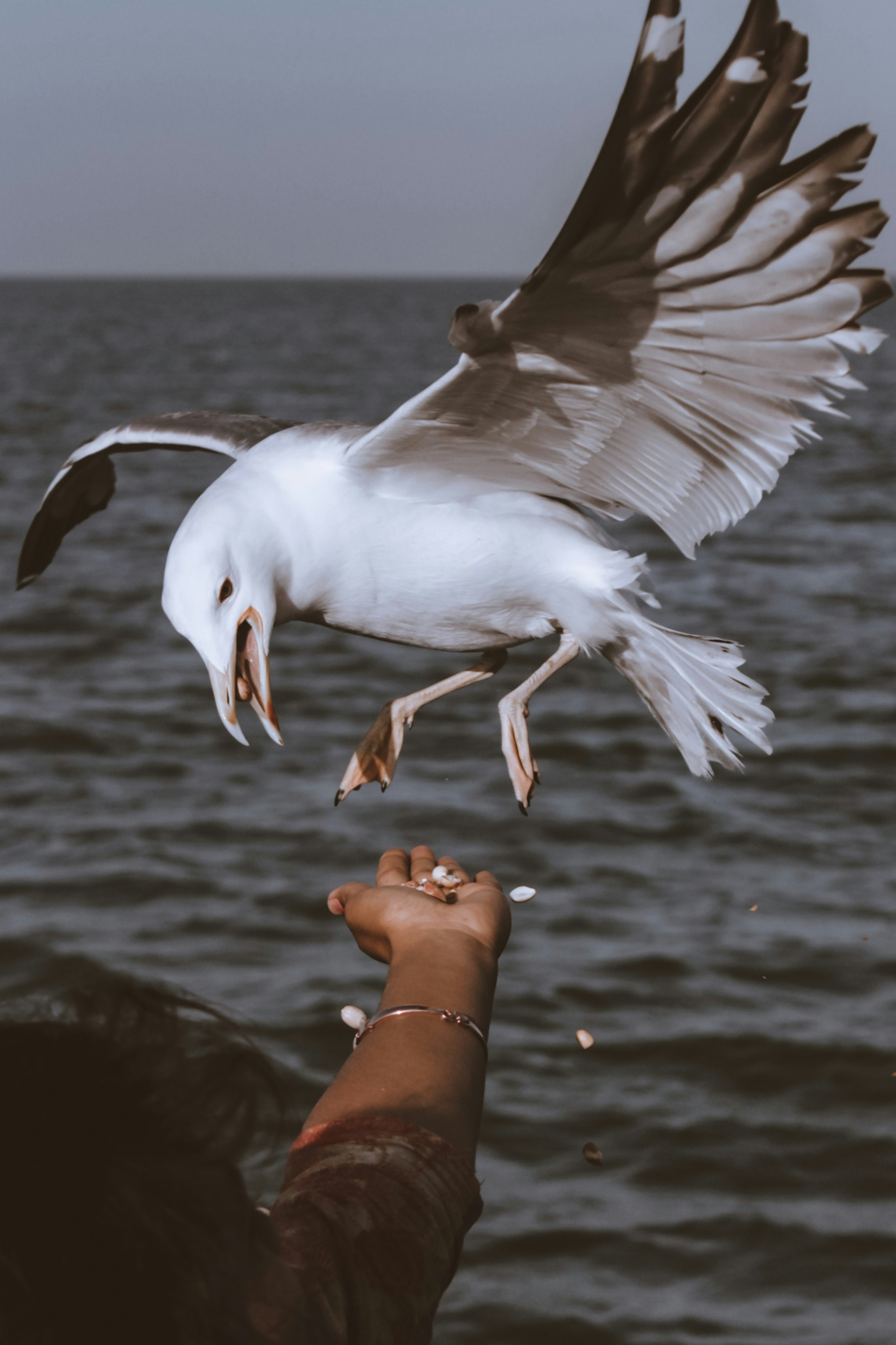 The Fearless Seagull: Masters of the Snack Steal (image credits: unsplash)