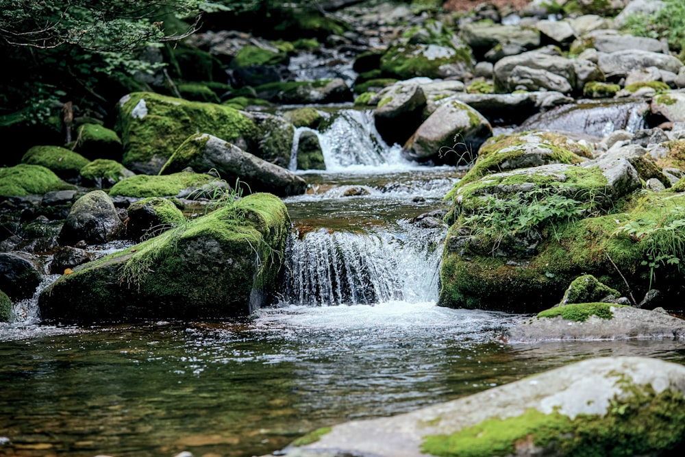 green moss on gray rocks in river