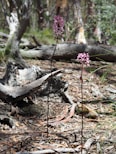 Tall, slender stems of native orchids with pinkish-purple blossoms rise from the forest floor. The scene is set in a wooded area with fallen logs and bark littering the ground, creating a natural, untouched atmosphere.