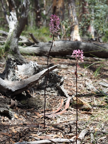 Tall, slender stems of native orchids with pinkish-purple blossoms rise from the forest floor. The scene is set in a wooded area with fallen logs and bark littering the ground, creating a natural, untouched atmosphere.