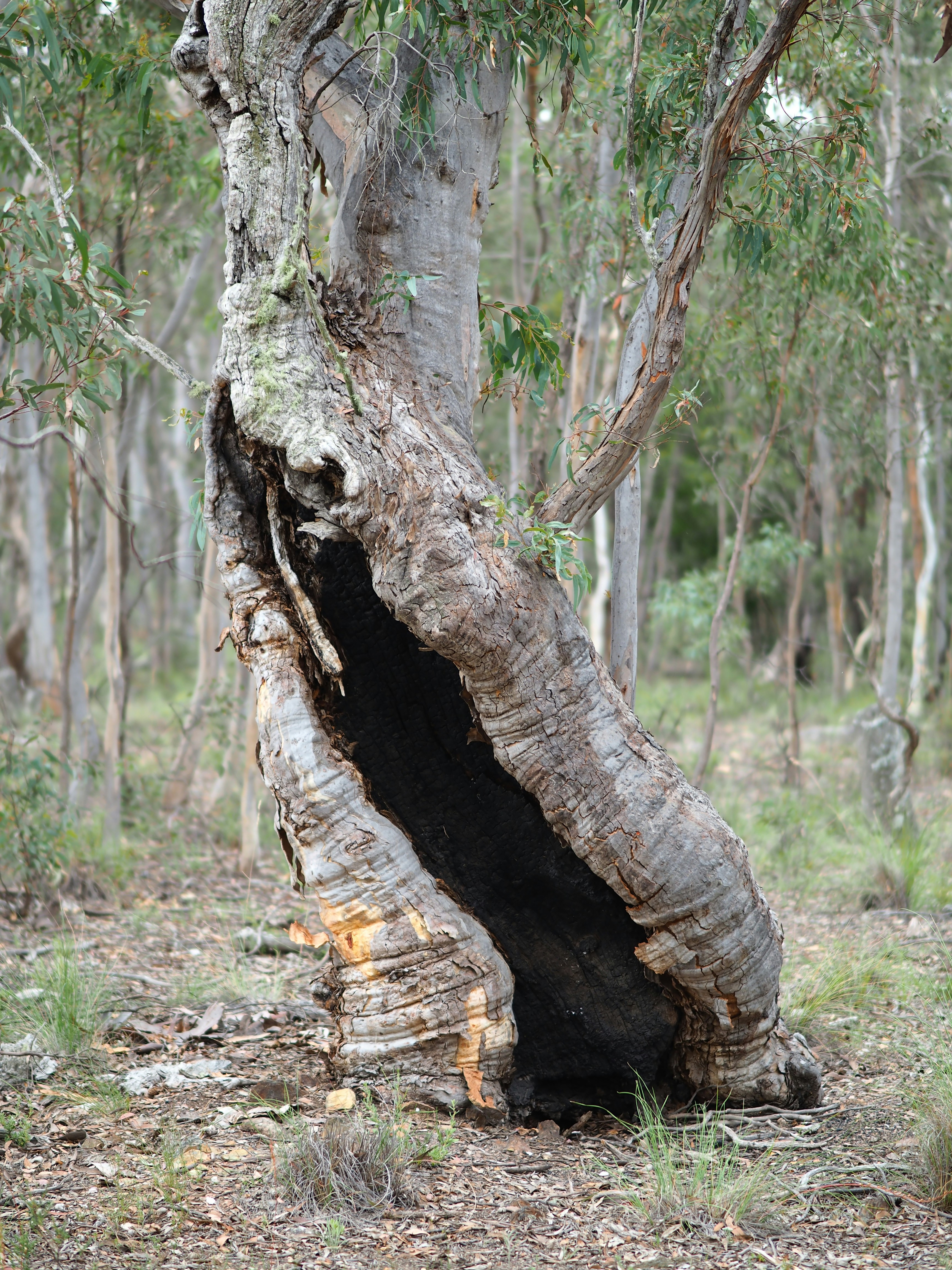 brown tree trunk on green grass during daytime