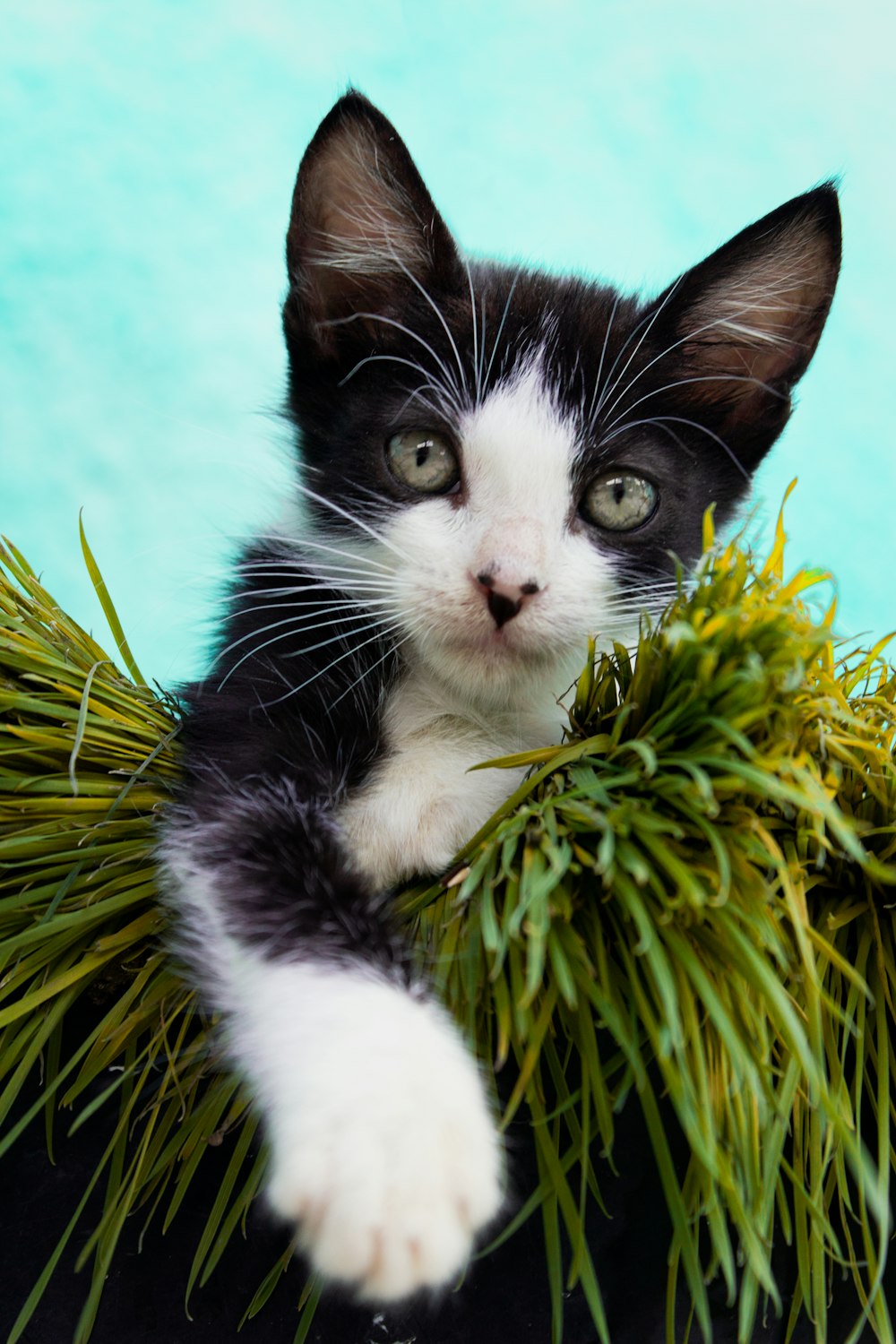 tuxedo cat on green plant