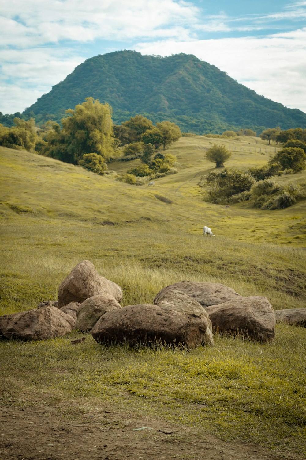 white bird on brown rock near green grass field during daytime