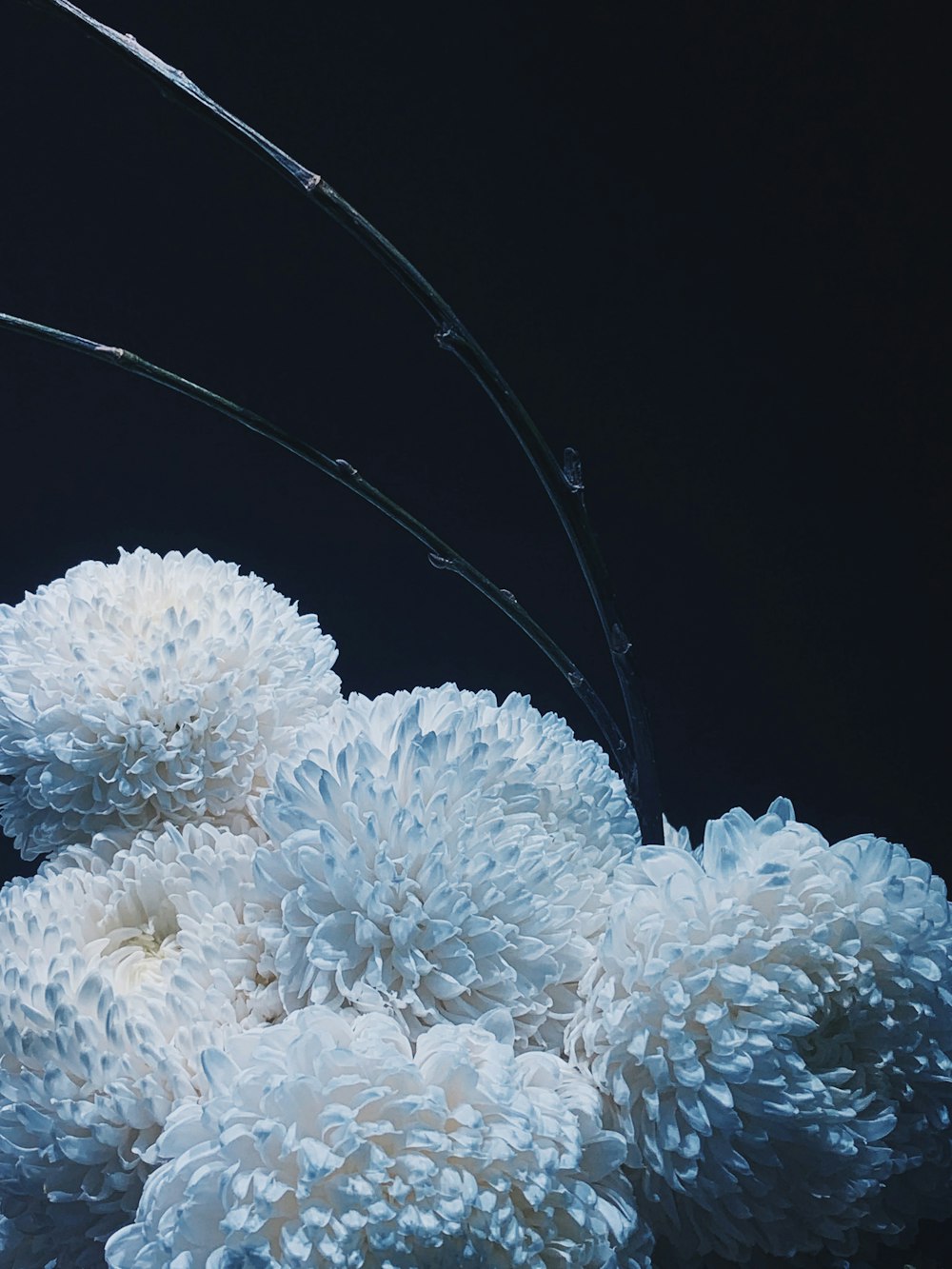 white and gray flower petals