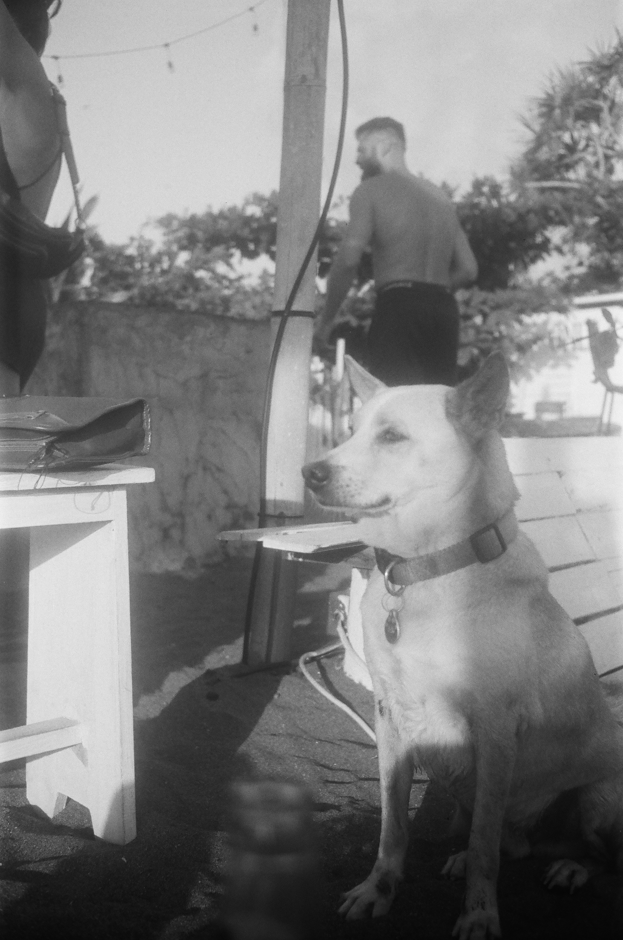 grayscale photo of short coated dog