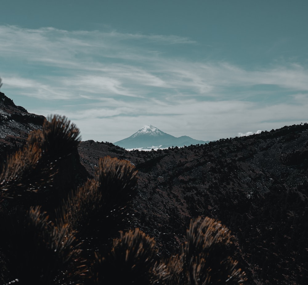 green trees on mountain under blue sky during daytime