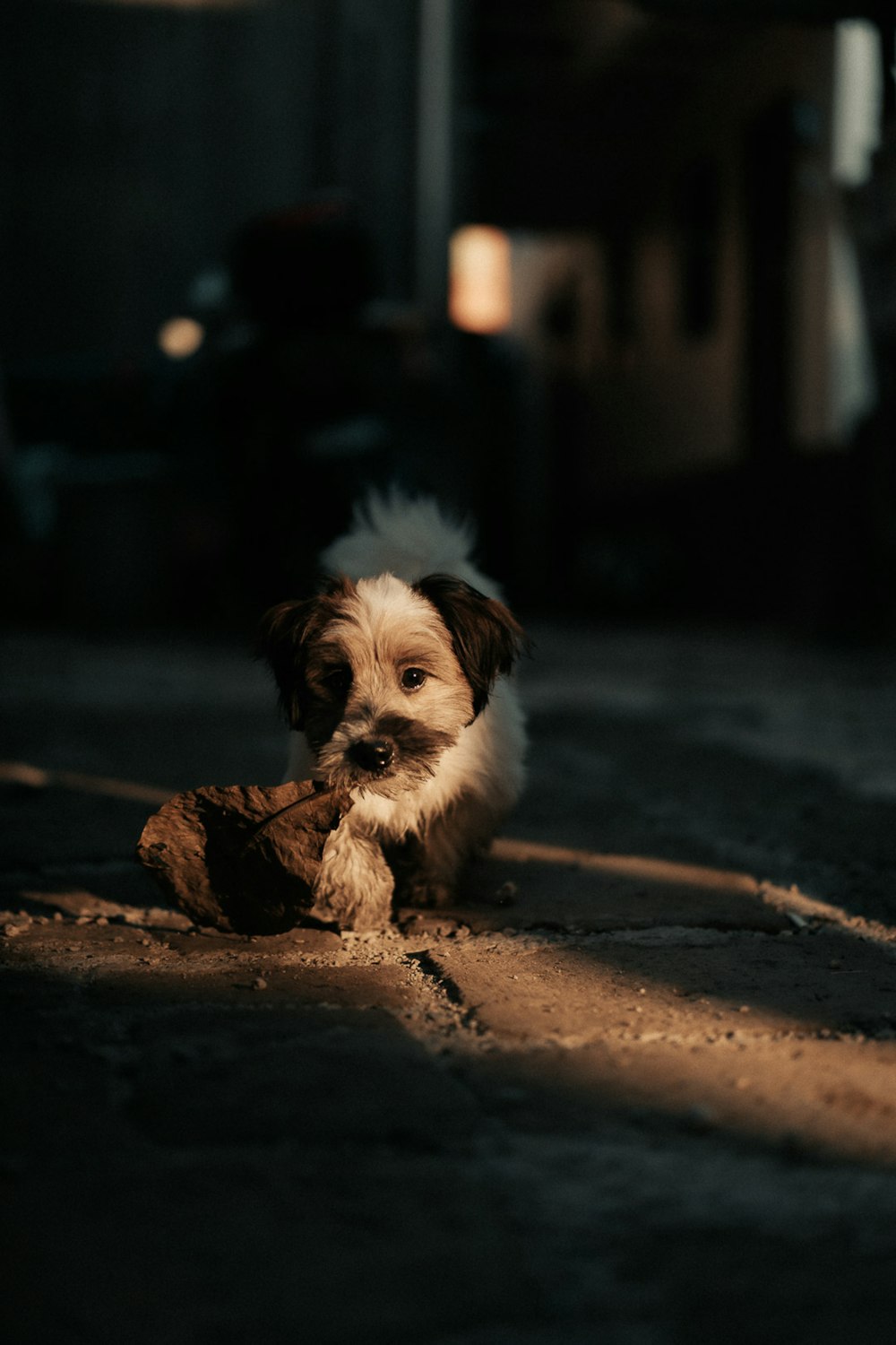 white and brown long coated small dog on gray concrete floor