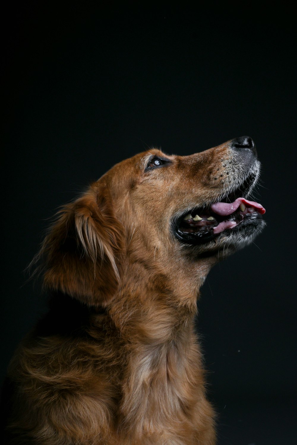 brown short coated dog with purple eyes