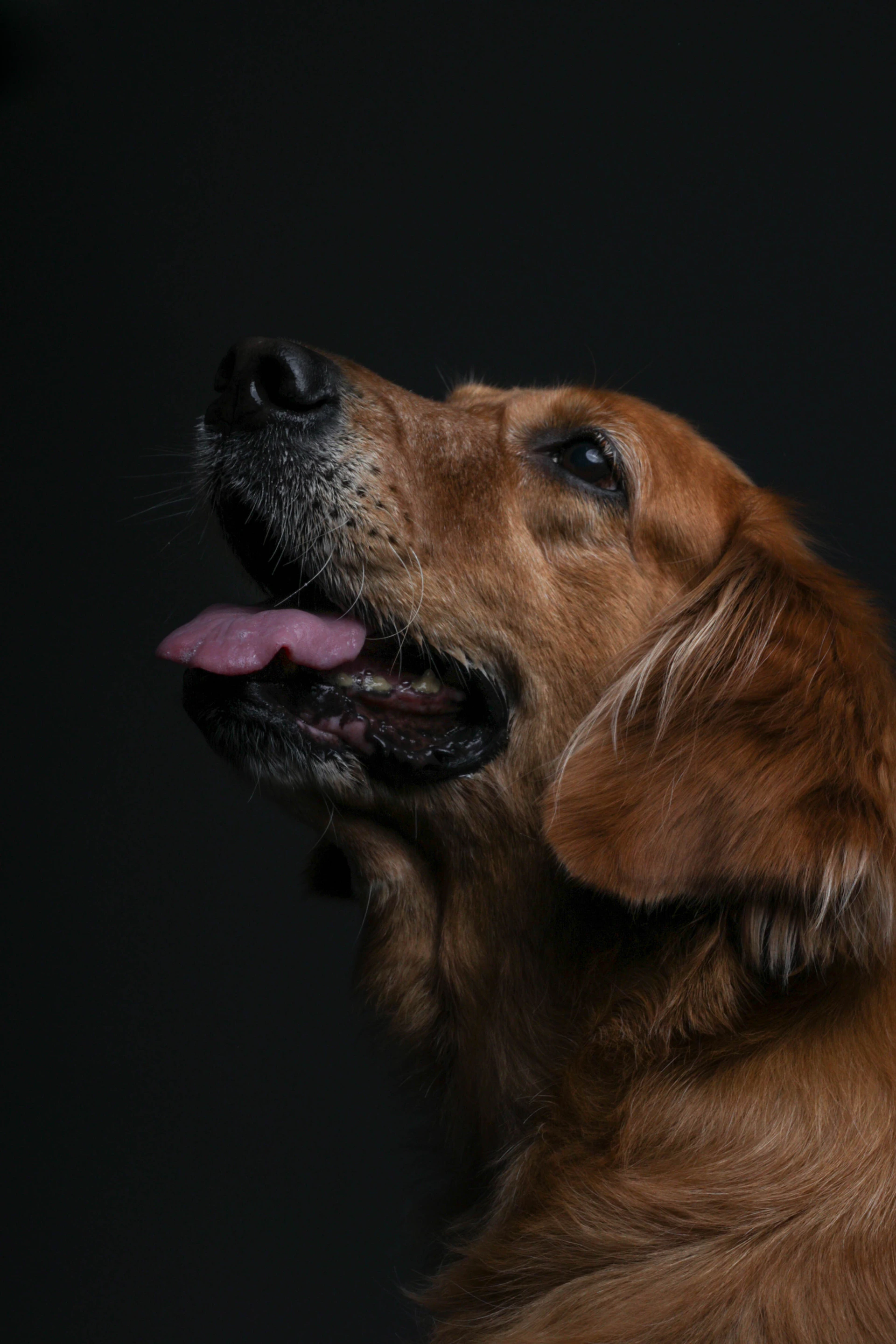 A striking close-up portrait of a regal golden retriever against a deep charcoal background, highlighting the intricate texture of its fur.