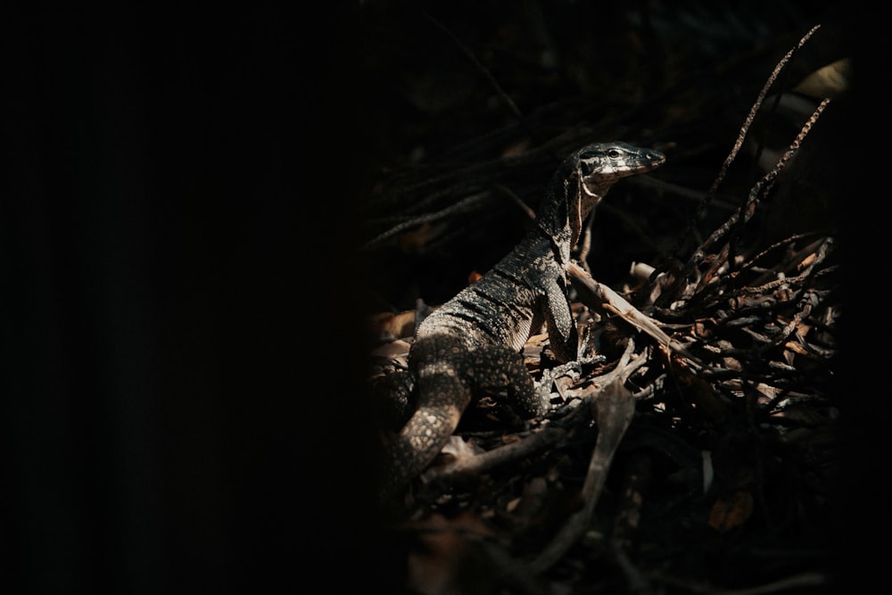 black and gray lizard on brown wood