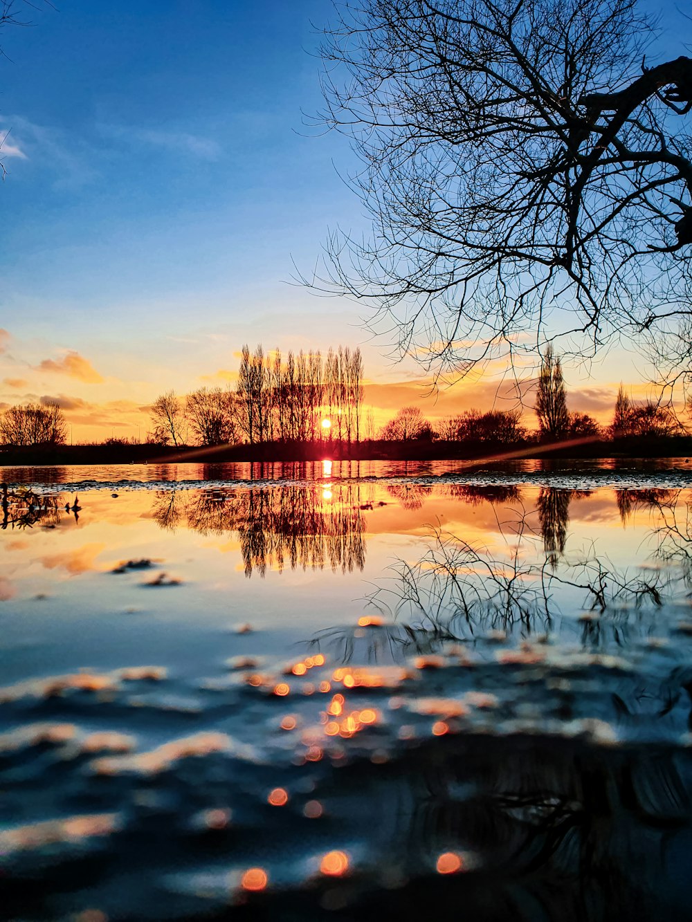 bare trees on body of water during sunset