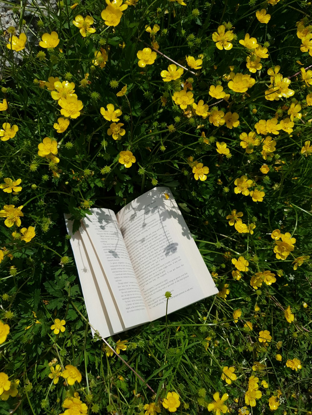 white book on yellow flowers