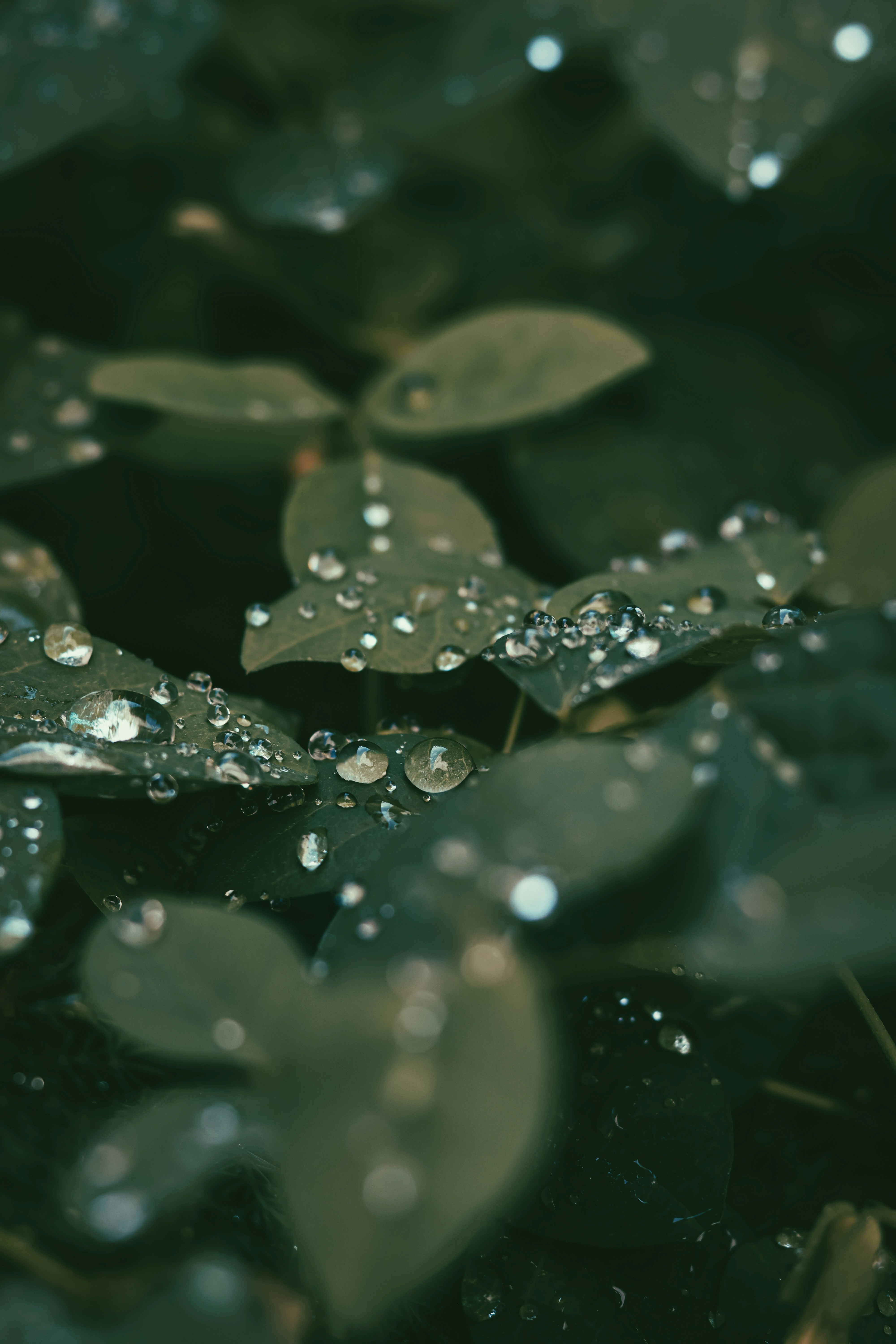 Photo by dhilipantony