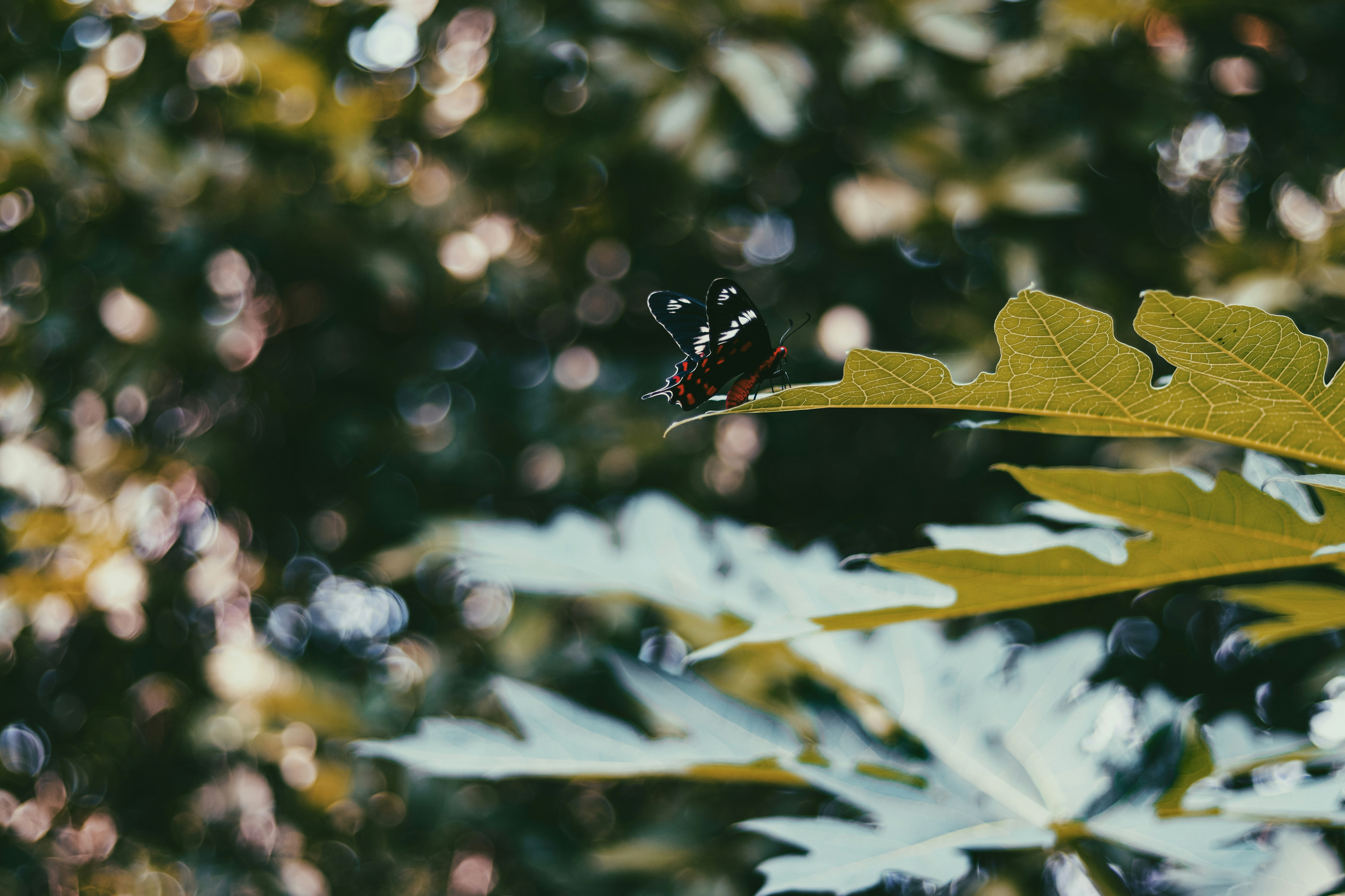 Photo by dhilipantony