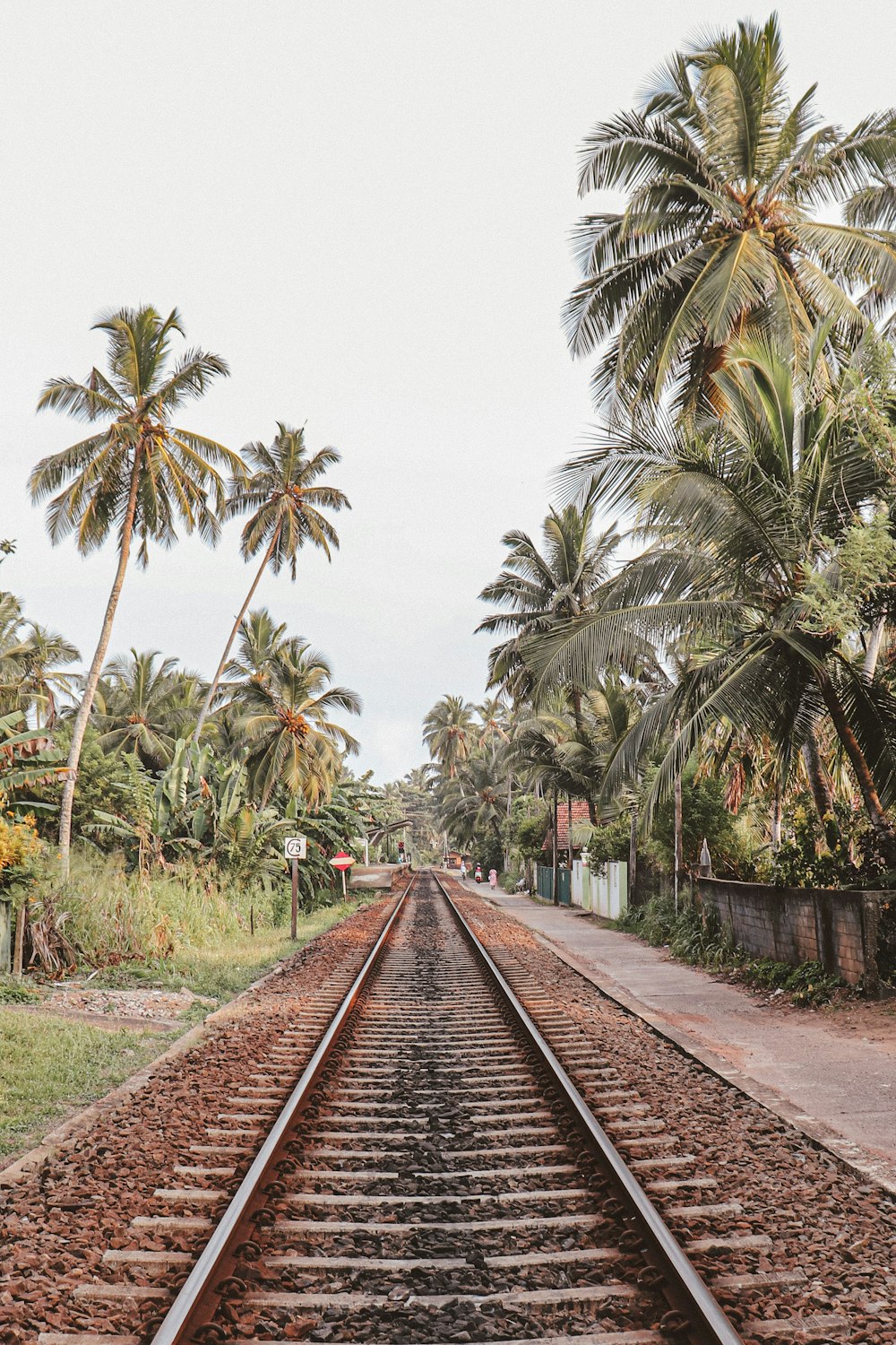brown metal train rail between green palm trees during daytime