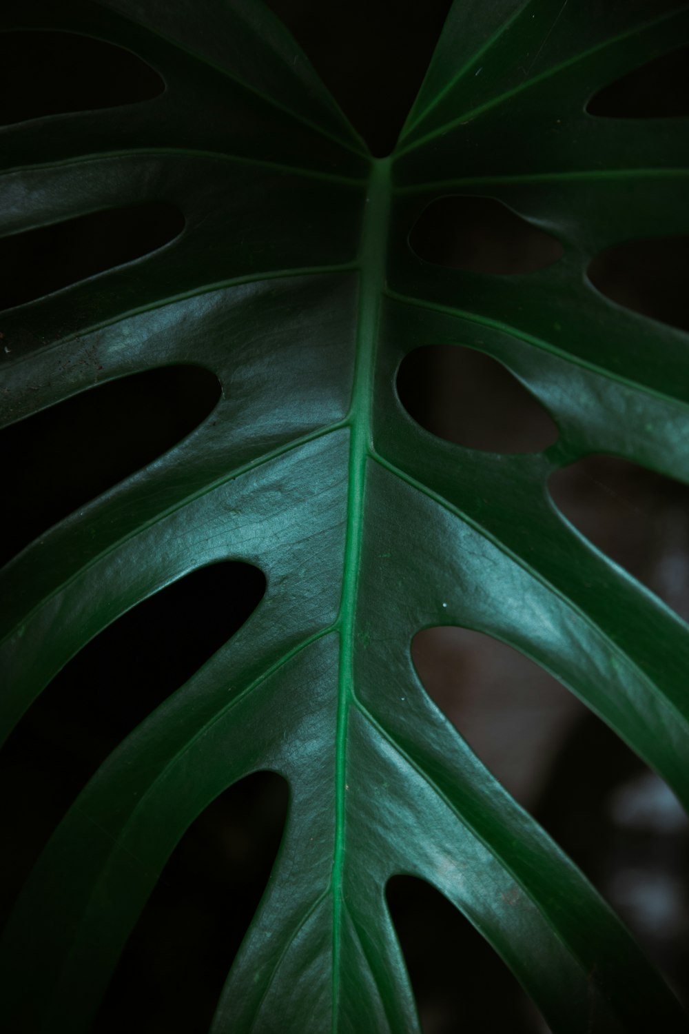 green leaf in close up photography