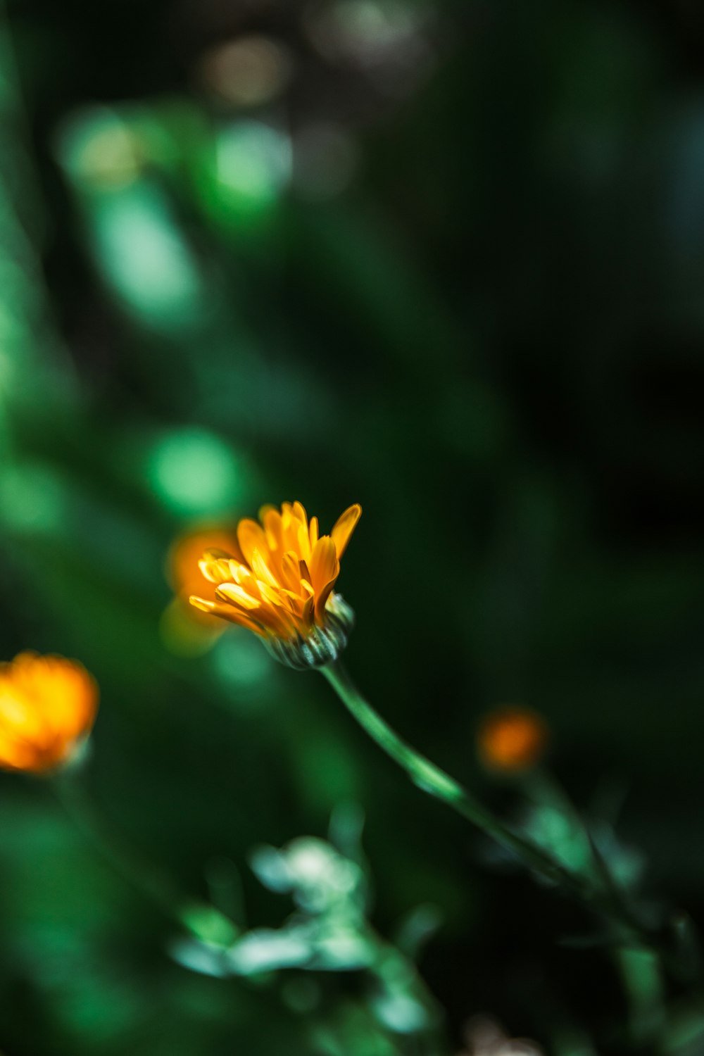 yellow flower in tilt shift lens