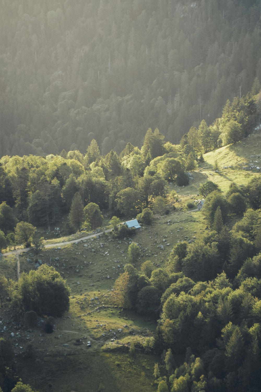 a lush green forest filled with lots of trees