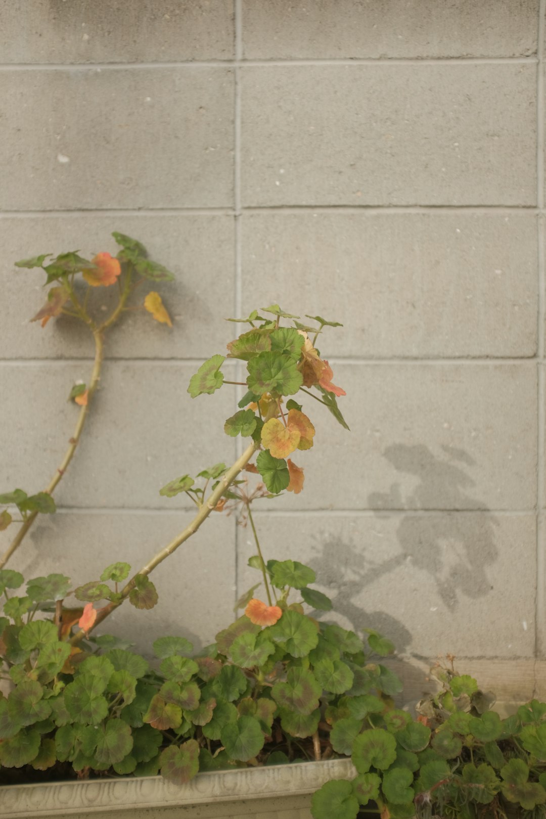 green and red fruit on gray concrete wall