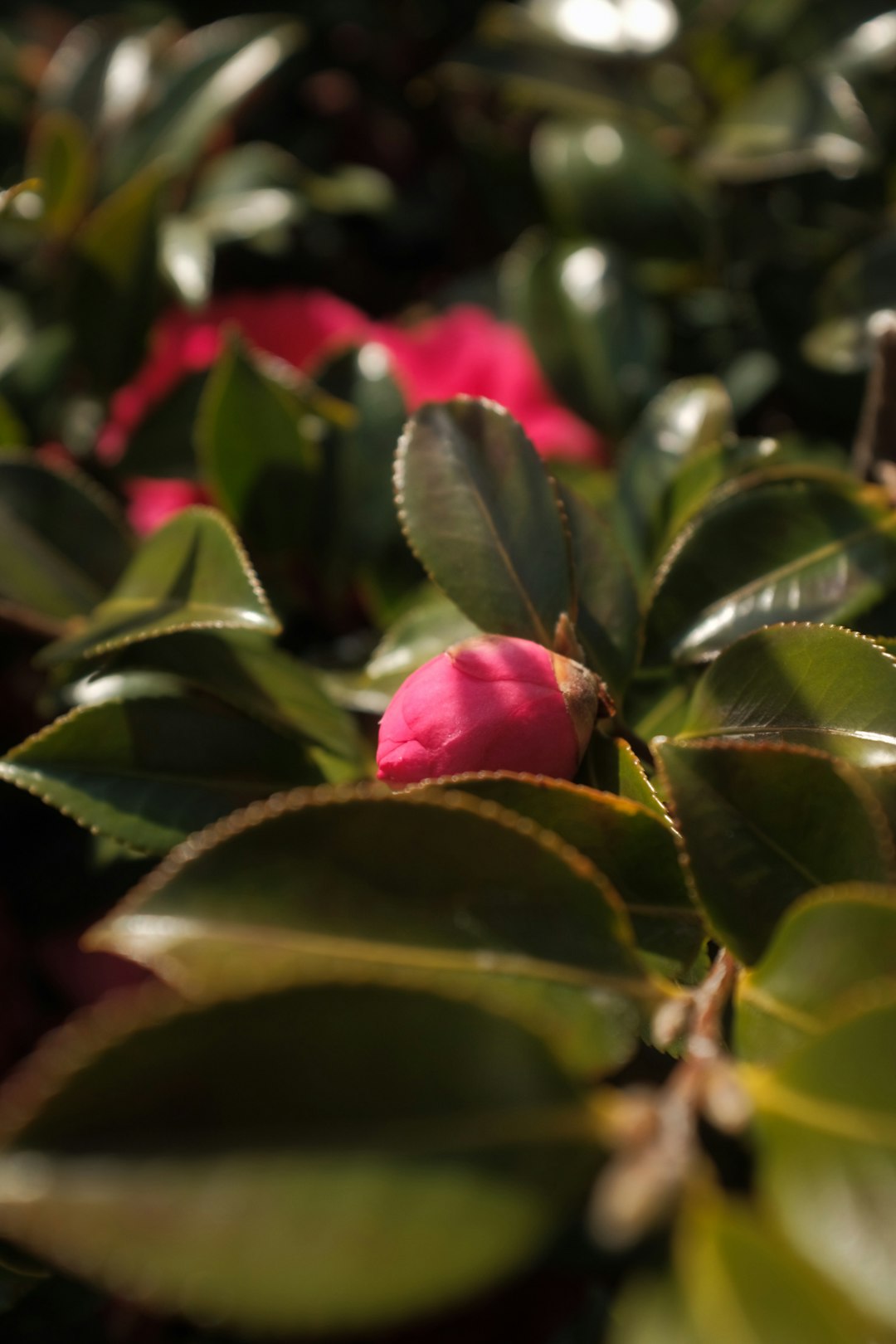 pink flower with green leaves