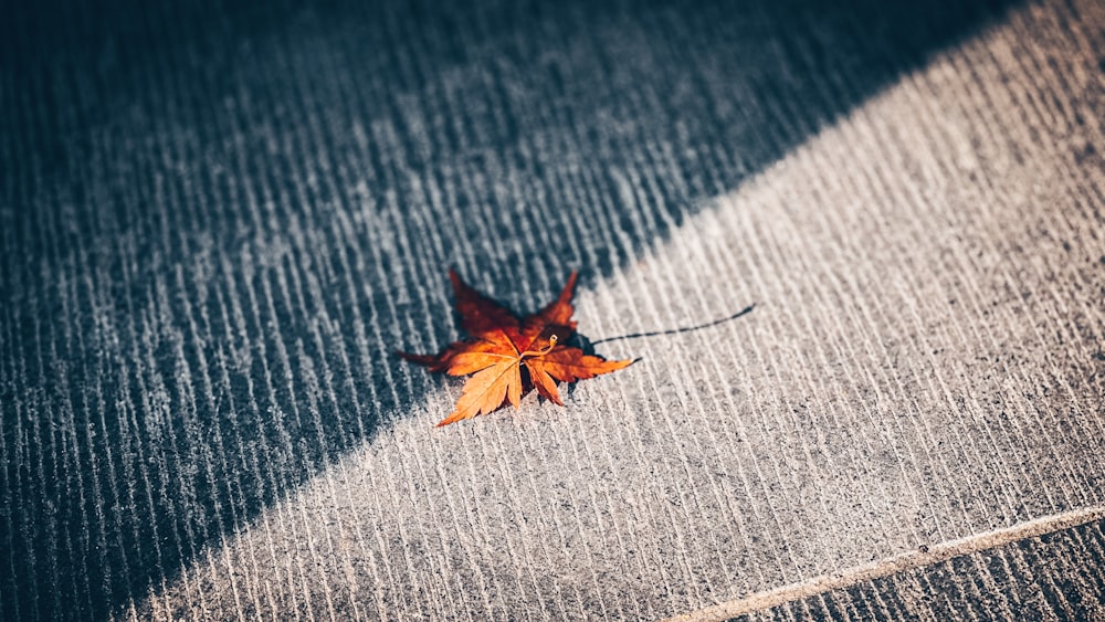 red maple leaf on gray concrete floor