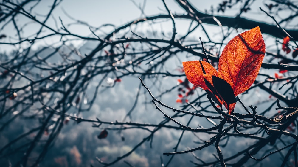 brown leaves on brown tree branch