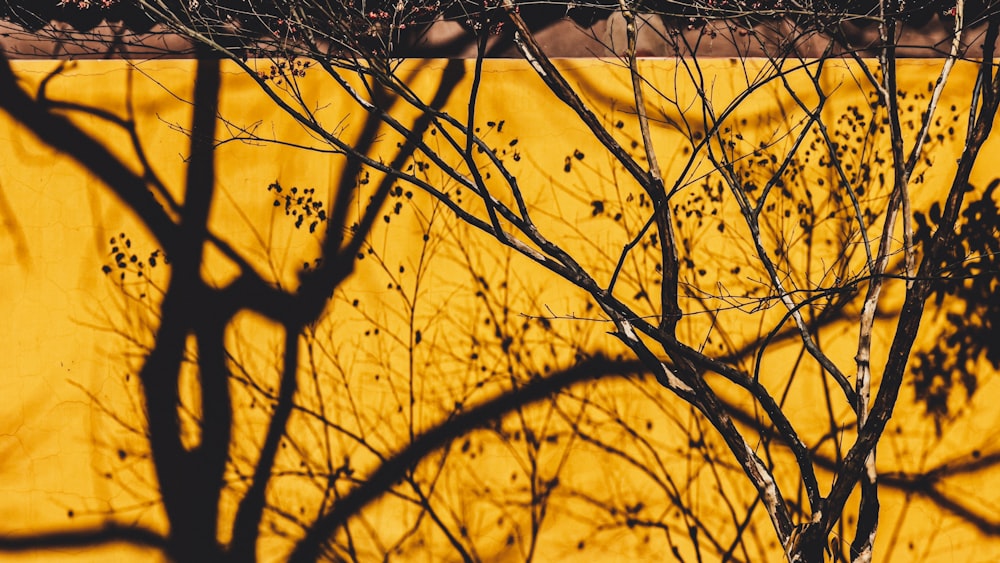 silhouette of bare tree during sunset