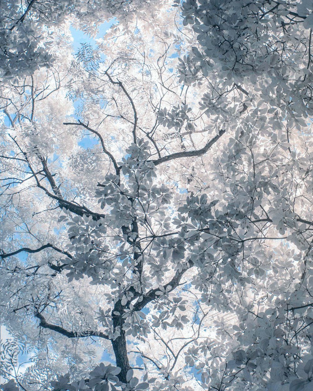 white and brown trees during daytime