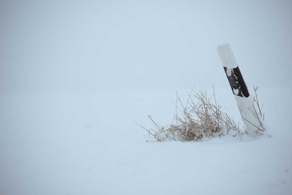 white snow covered field during daytime