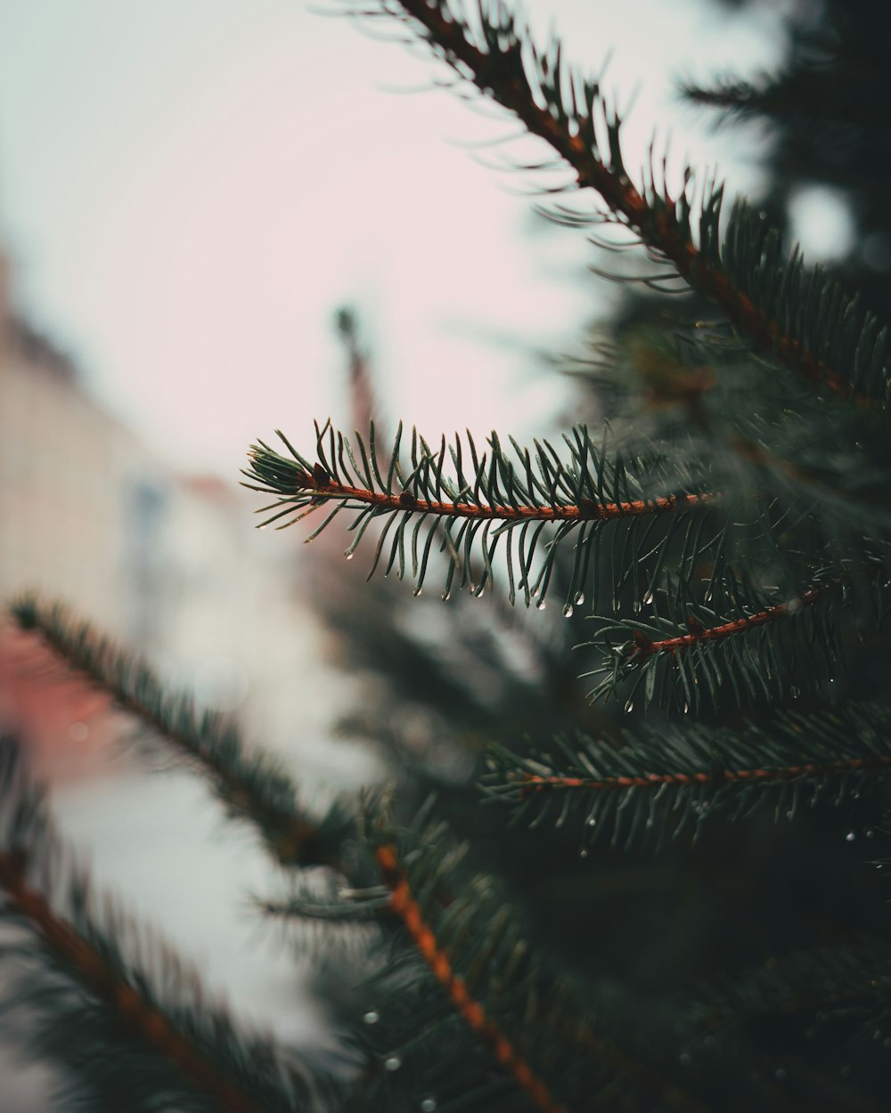 green pine tree in tilt shift lens