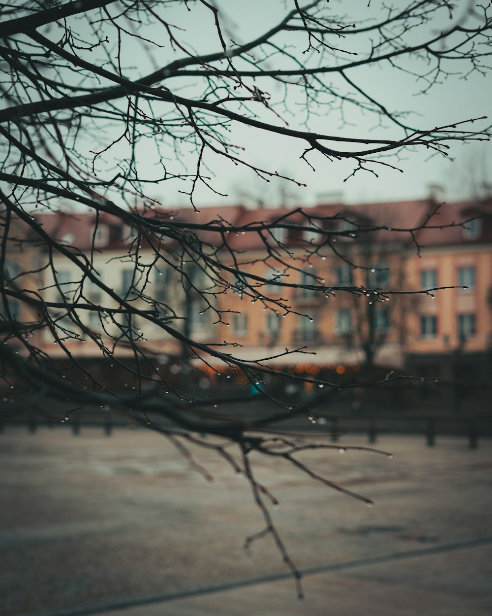 bare tree near brown concrete building during daytime