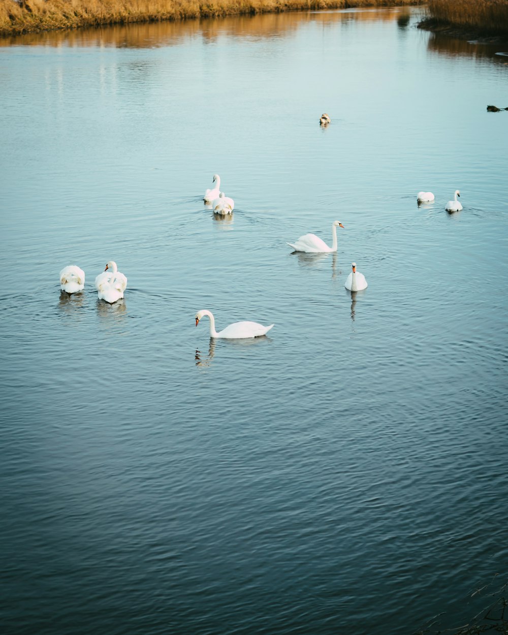 white swan on body of water during daytime