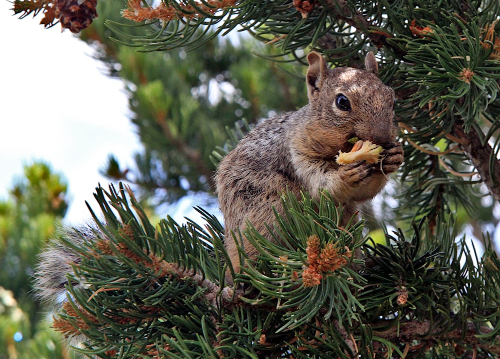 brown squirrel on green tree during daytime